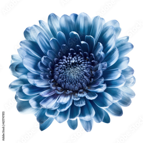 blue dahlia flower isolated on transparent background cutout © Papugrat
