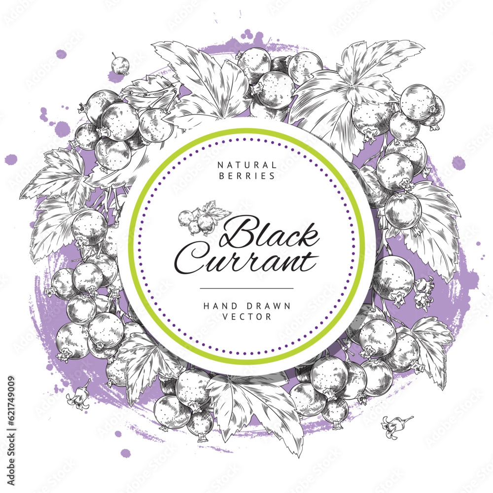 Label or card with currant berries and circle tag sketch vector illustration.