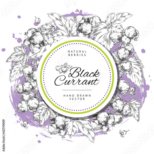 Label or card with currant berries and circle tag sketch vector illustration.
