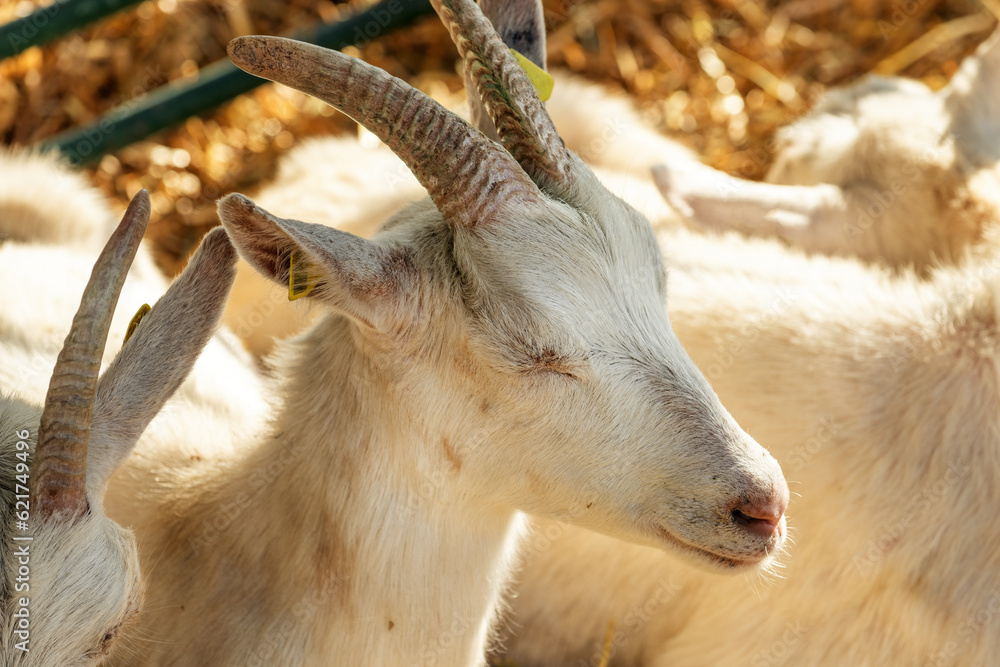 Female goat in pen on livestock farm Female goat in pen on livestock farm