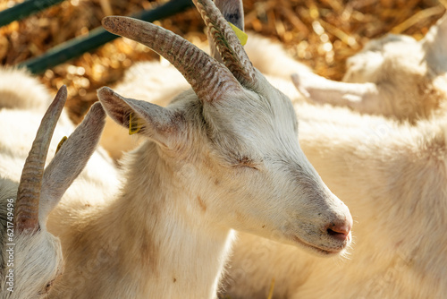 Female goat in pen on livestock farm