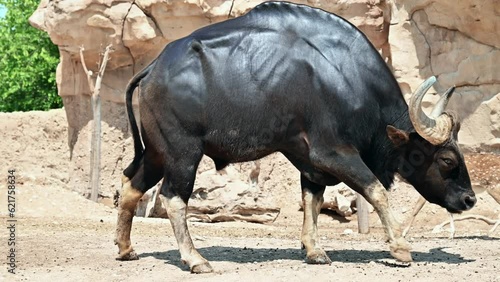 View of a gaur bison. Deer in the background photo