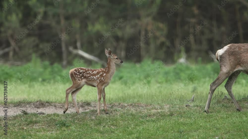 Medium shot of a red deer fawn walking with its mother in a forest clearing and then behind some trees
