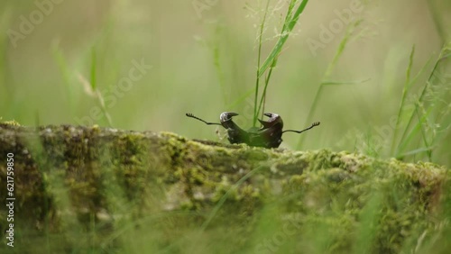 Cinematic low-angle closeup of stag beetle struggling to climb up mossy log photo