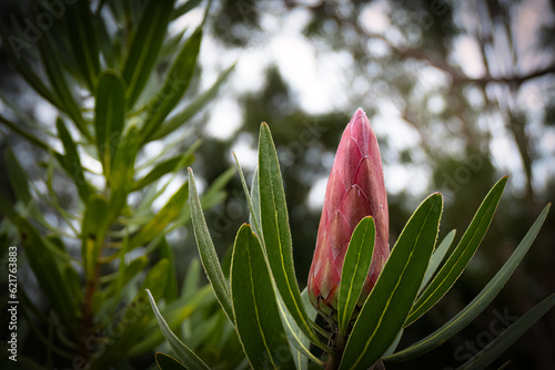 a single protea flower bud isolated on a background of green foliage