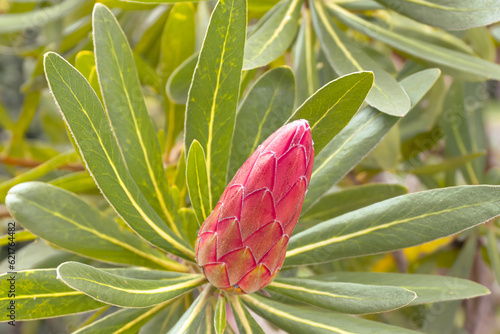 a single protea flower bud isolated on a background of green foliage