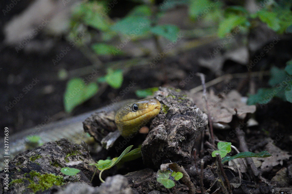 close up of a green aesculapius snake slithering in the forest close up of a green aesculapius snake slithering in the forest