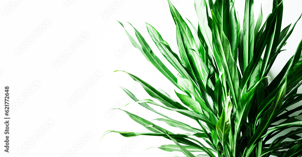 Real leafy tropical pattern Real leafy tropical pattern