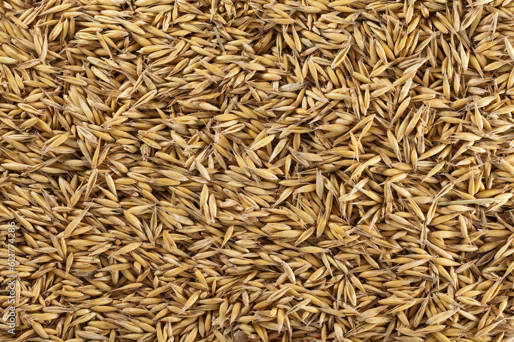 Scattered ripe cereal grains, background.