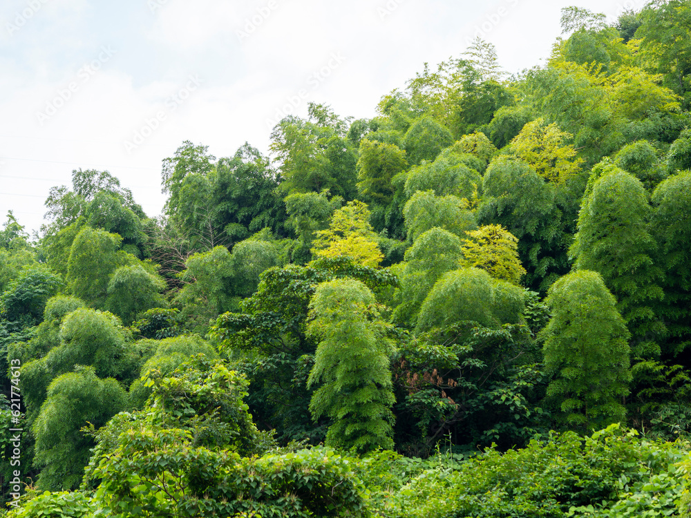 新緑の樹木と竹が覆う山の景色 Stock Photo | Adobe Stock
