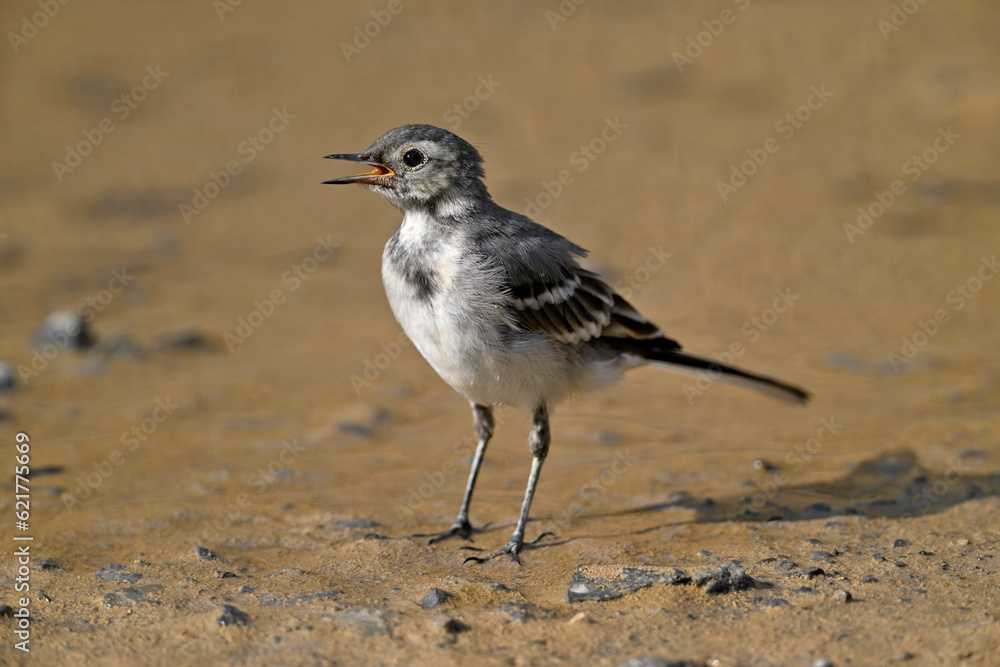 young White wagtail // junge Bachstelze (Motacilla alba) young White wagtail // junge Bachstelze (Motacilla alba)