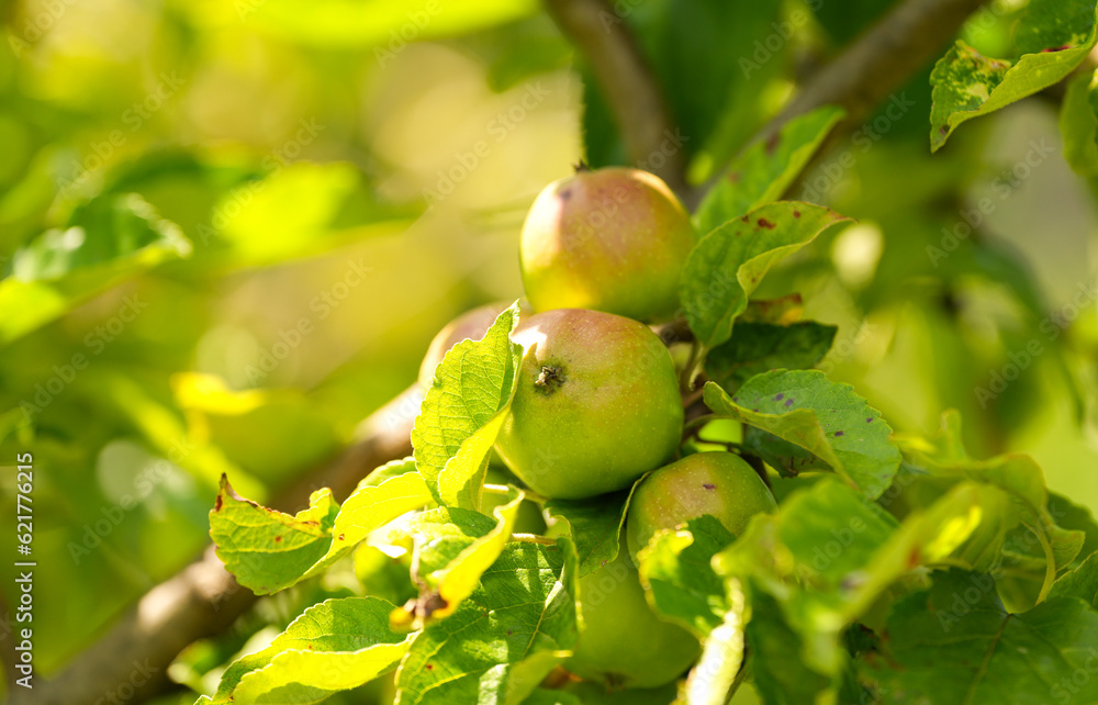 Green apples in a tree. Close up photo with apples growing in a tree before to be harvested in the middle of the summer. Farming and agriculture for fruits.
