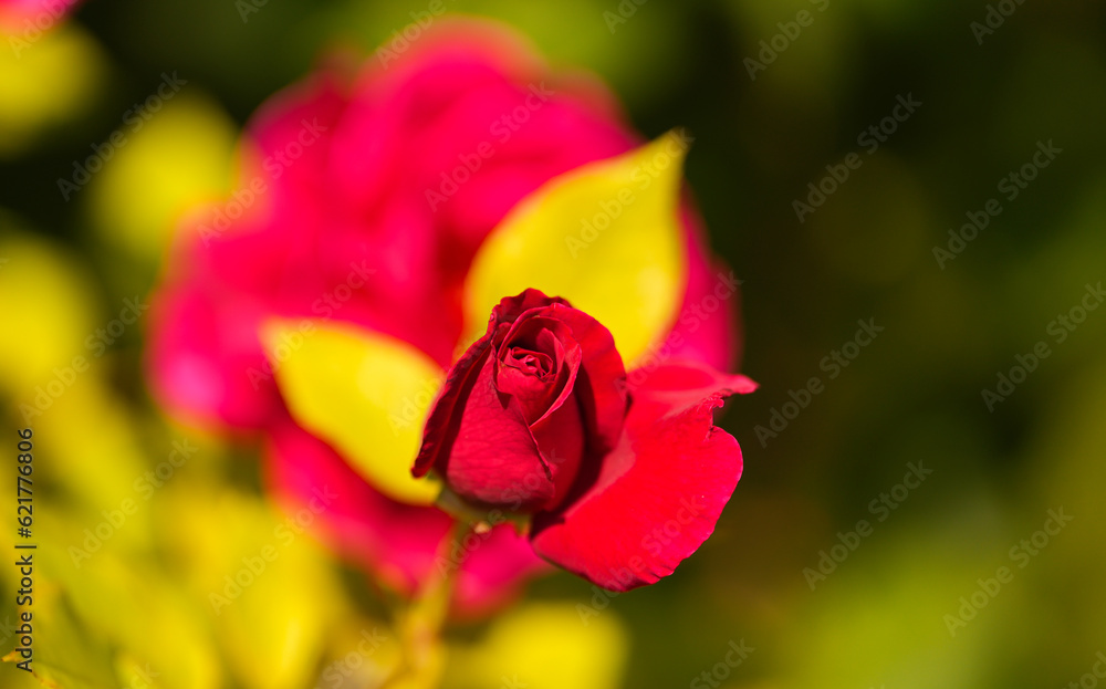 Beautiful rose flower plant close up photo. Nature landscape full of color. Beautiful rose flower plant close up photo. Nature landscape full of color.