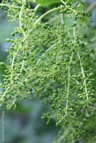 young grapes
