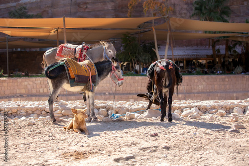 Sad donkeys and a dog in Petra ancient cave city, Jordan