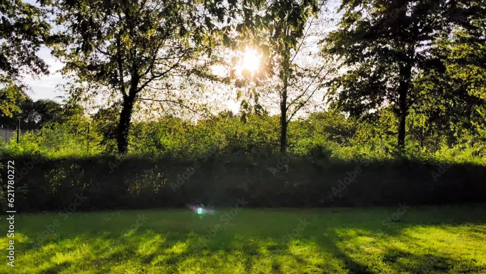 Sun rays emerging though the green tree branches Sun rays emerging though the green tree branches