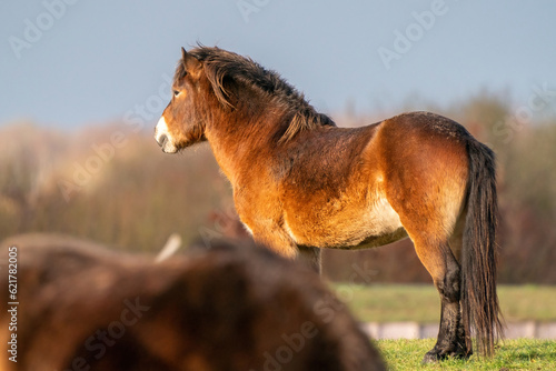 Obraz na płótnie A brown wild Exmoor pony stands against a blue sky. Seen over the back of another pony. is staring into the distance in a nature reserve in Fochteloo, the Netherlands. Selective focus, food, blue, sun w salonie