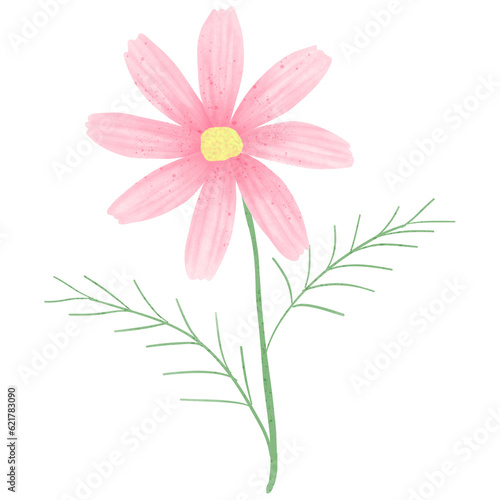 Pink cosmos flowers