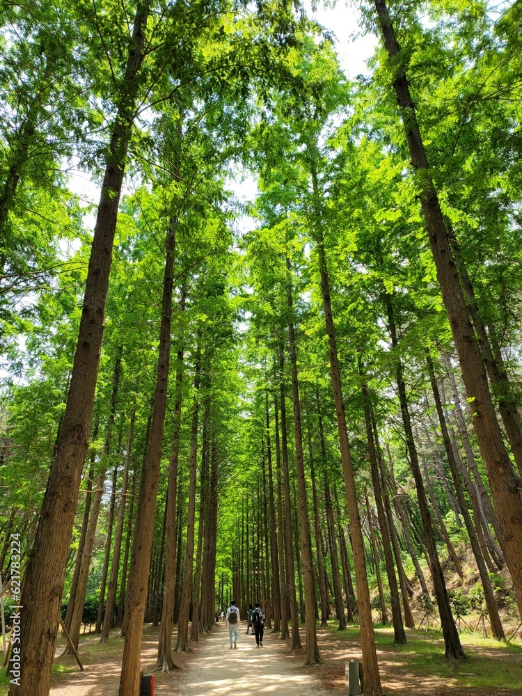 Fototapeta premium 메타세콰이어 나무