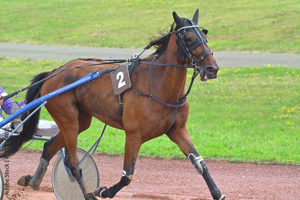 cheval de course pour trot attelé cheval de course pour trot attelé