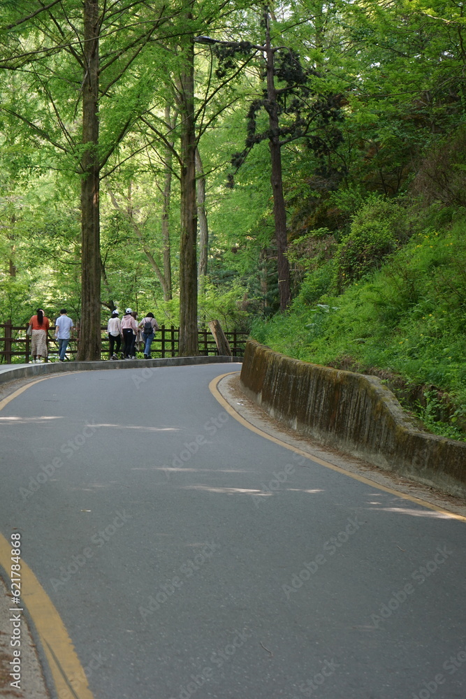 Fototapeta premium road in the forest