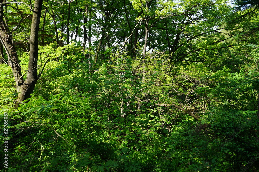 Obraz premium forest