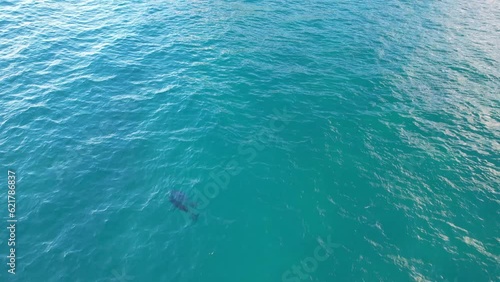 Wallpaper Mural Bottlenose Dolphins Hunting Fish At Broken Head NSW - Byron Region - Australia Torontodigital.ca