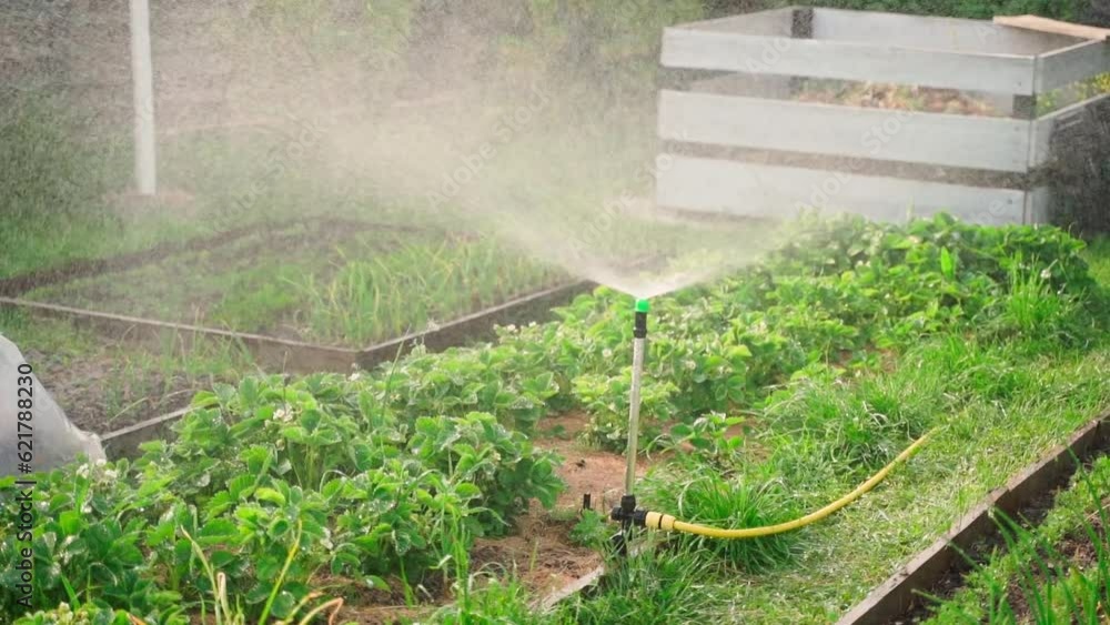 Evening watering with a sprinkler beds with growing strawberries. High-quality irrigation of beds after hot summer days Evening watering with a sprinkler beds with growing strawberries. High-quality irrigation of beds after hot summer days