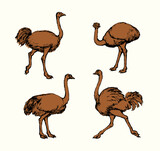 Vector drawing. Ostrich in the steppe
