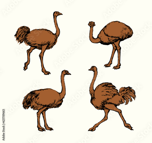 Vector drawing. Ostrich in the steppe
