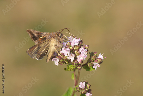 Closeup Silver Y (Autographa gamma), family Noctuidae. On flowers of Origanum, family Lamiaceae. Dutch garden, Summer, July