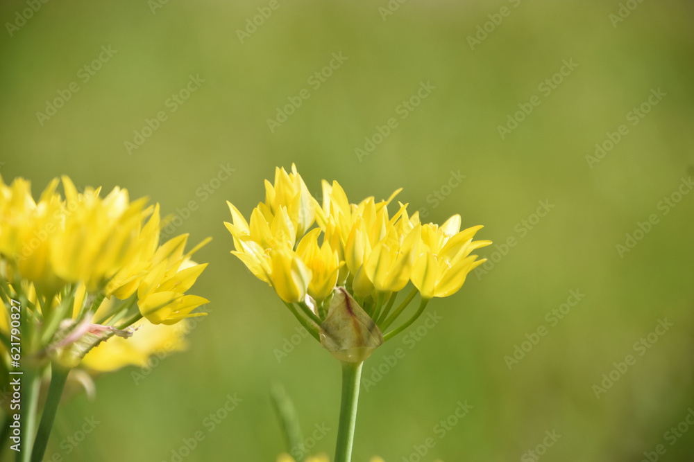 Obraz premium Golden Yellow Allium Flowers in the Spring Time