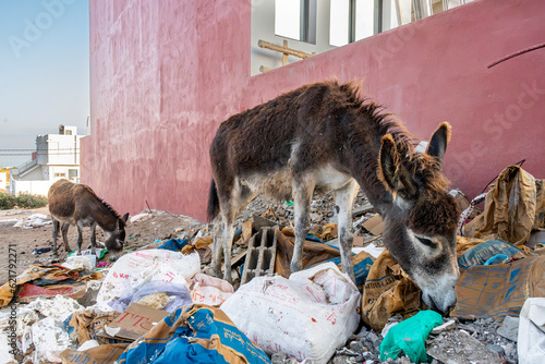 Two donkeys feed amoungst residential and commercial waste in the village of Imsouane, Morocco. Here, habitat fragmentation, drought and low socioeconomic conditions impact animal welfare. photo