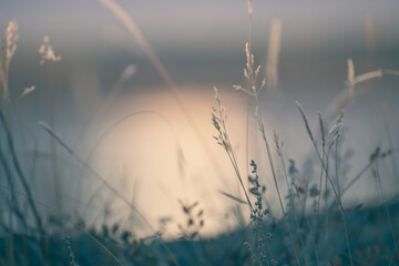 Grass on the shore of the lake at sunset. Abstract nature background.