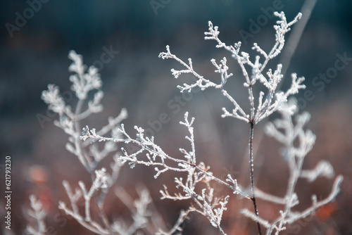Frost-covered plants in autumn forest. Macro image. Autumn nature background © smallredgirl