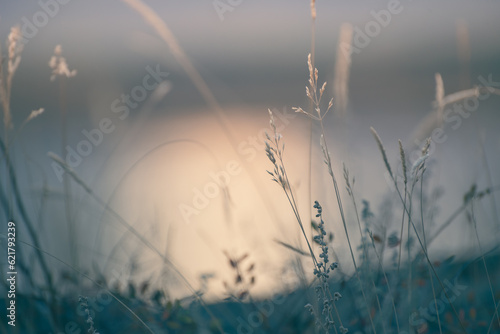 Grass on the shore of the lake at sunset. Abstract nature background.