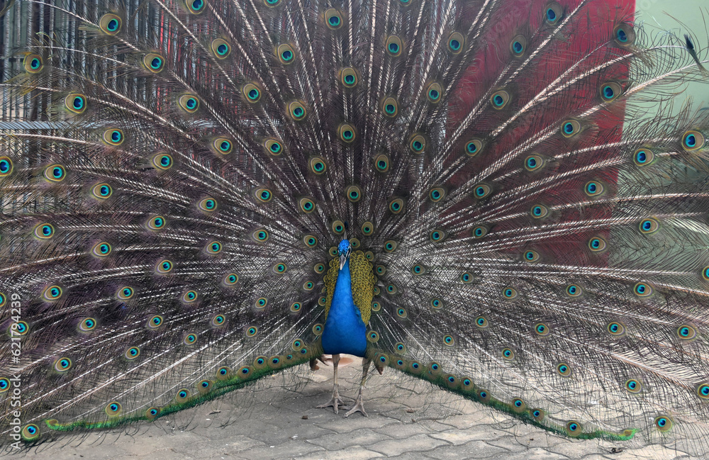 Obraz premium Peacock with Plumage on Complete and Total Display