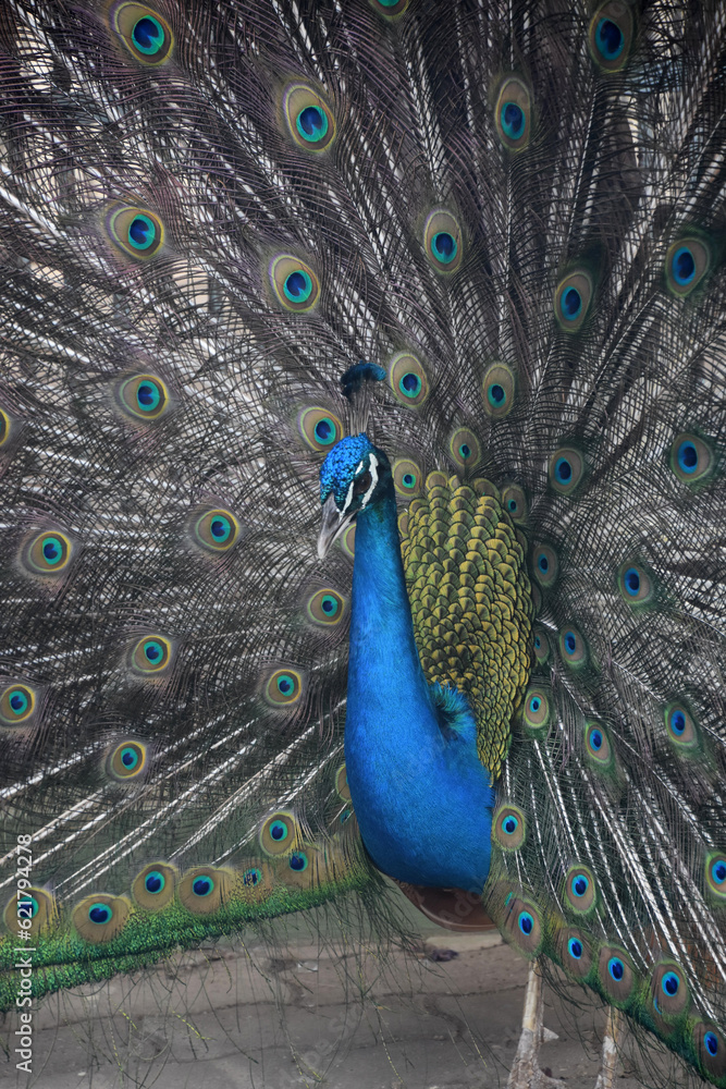 Fototapeta premium Amazing Blue Peacock Surrounded by Eye Feathers