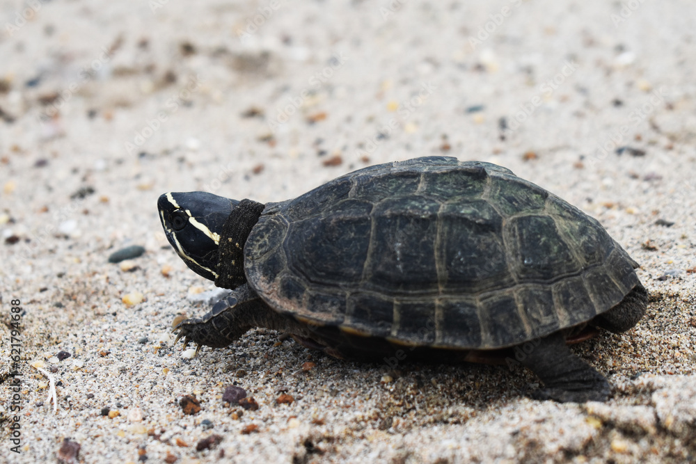 Obraz premium turtle on the sand
