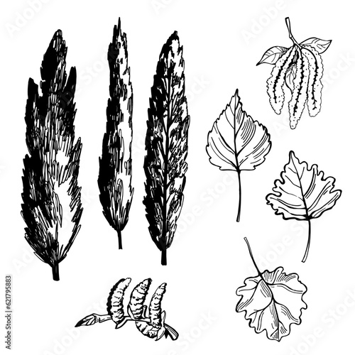 Poplar tree. Sketch  illustration.