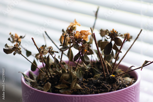 Dry indoor flower on a windowsill in a pink flower pot sheds dry leaves.  houseplant care