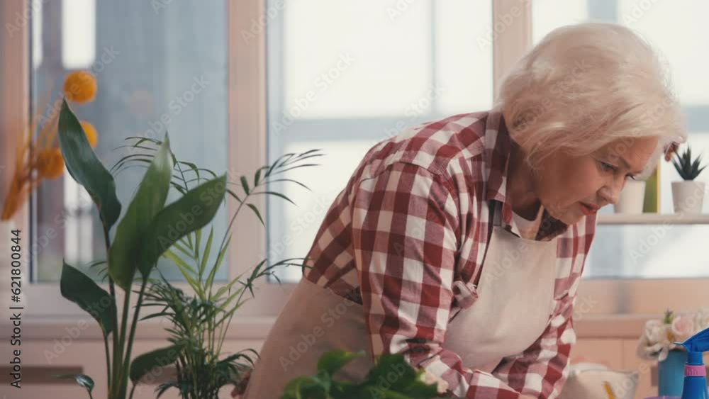 Senior woman small business owner taking care of plants, doing flowers inventory Senior woman small business owner taking care of plants, doing flowers inventory