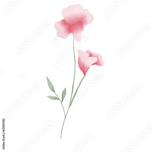 beautiful flower watercolor transparent background created with procreate