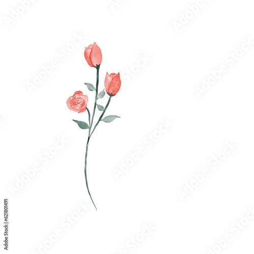 beautiful flower watercolor transparent background created with procreate