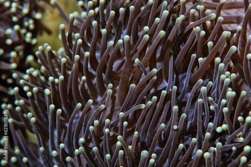 anemone actinia texture underwater reef sea coral