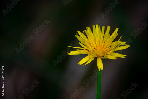 Flor solitária amarela na Austrália/Yellow lone flower in Australia