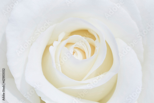 closeup of beautiful white rose flower