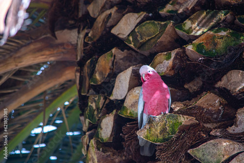 Pink Bird parrot