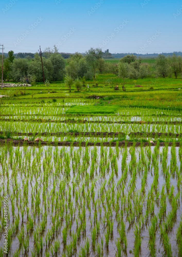 Rice field in the countryside, Jammu and Kashmir, Srinagar, India Rice field in the countryside, Jammu and Kashmir, Srinagar, India