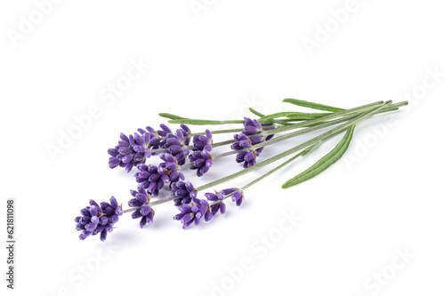 Lavender flower isolated on white background. Bouquet of lavender flowers with leaves. Alternative medicine herbs.